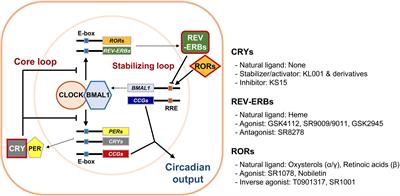 Small Molecule Modulators of the Circadian Molecular Clock With Implications for Neuropsychiatric Diseases